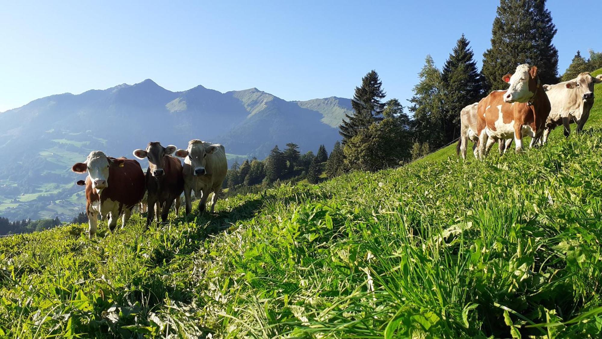 Berghof Burtscher Ludesch Esterno foto